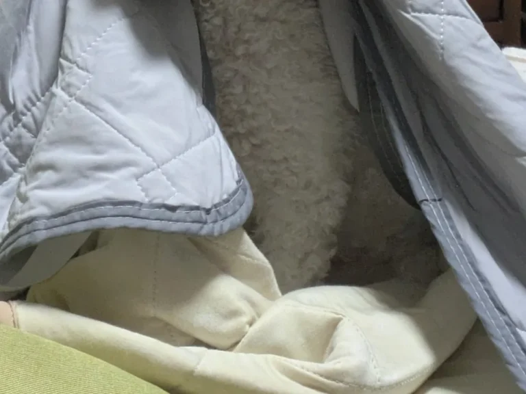 犬の写真
