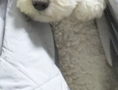 犬の写真