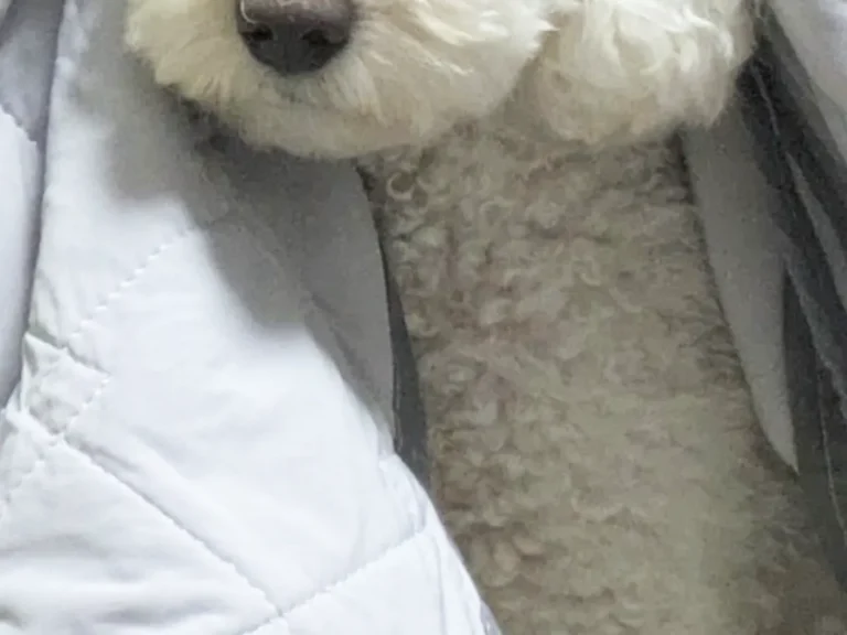 犬の写真