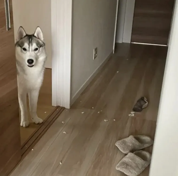 イタズラハスキーの写真