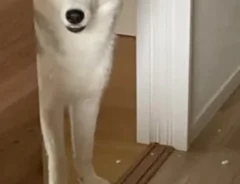 犬の写真