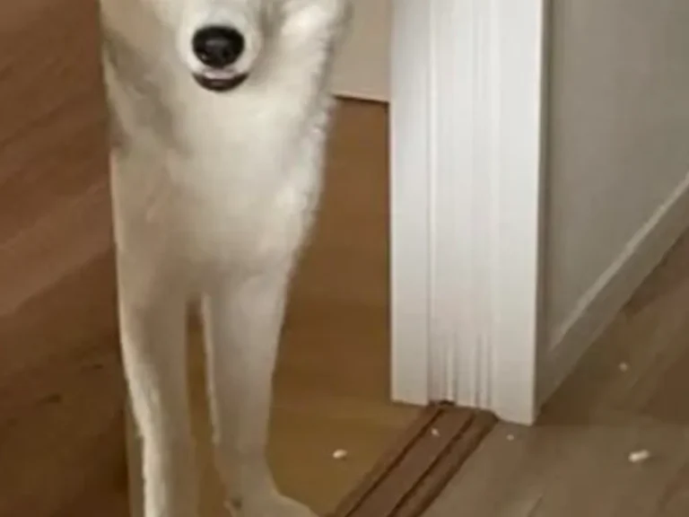 犬の写真