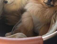 ポメラニアンの写真