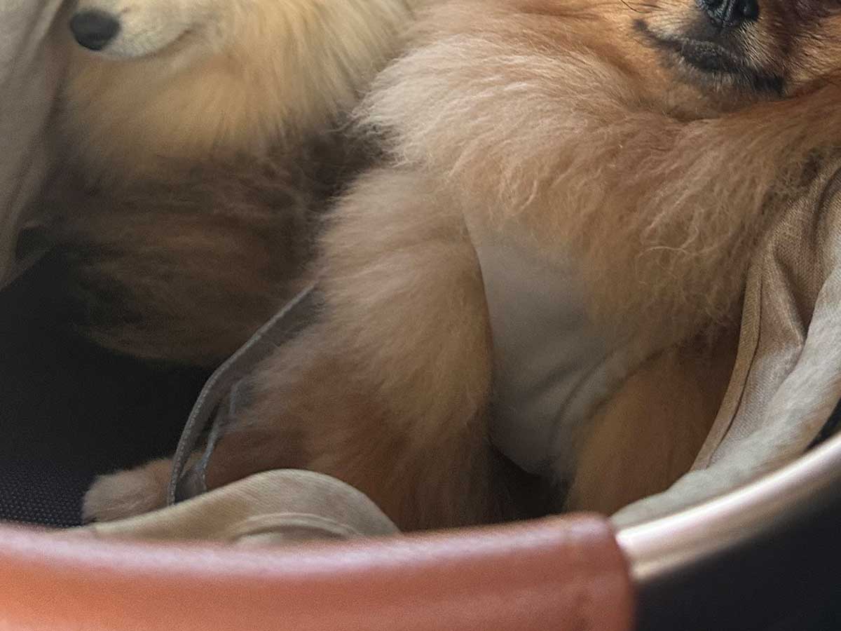 ポメラニアンの写真