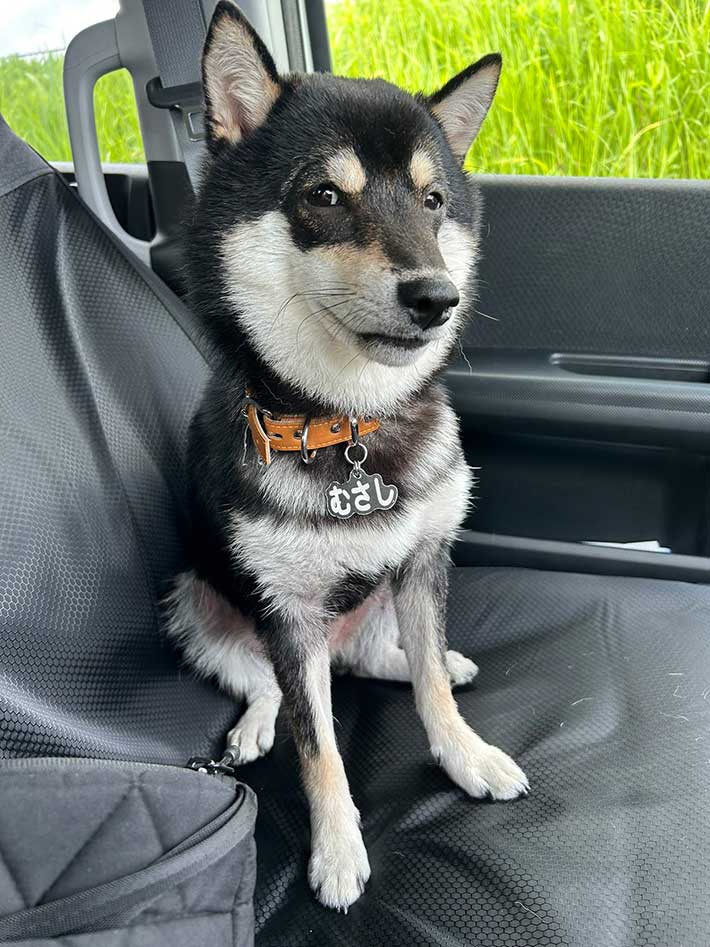 柴犬の写真