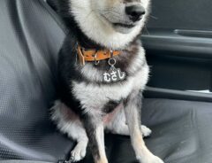 柴犬の写真