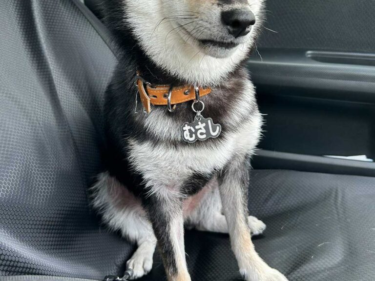 柴犬の写真