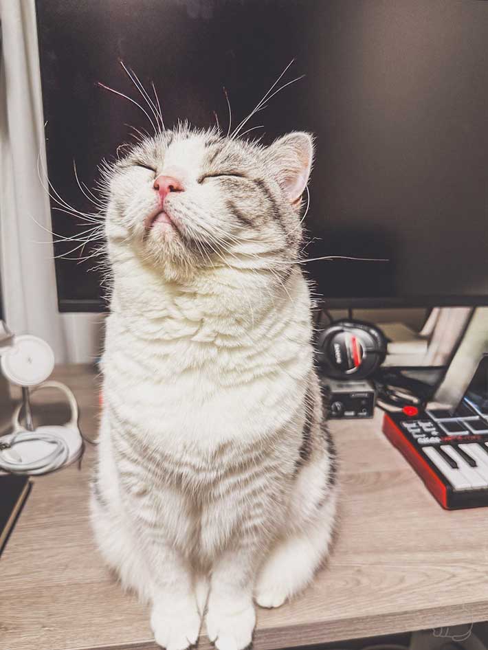 猫の写真