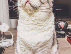 猫の写真