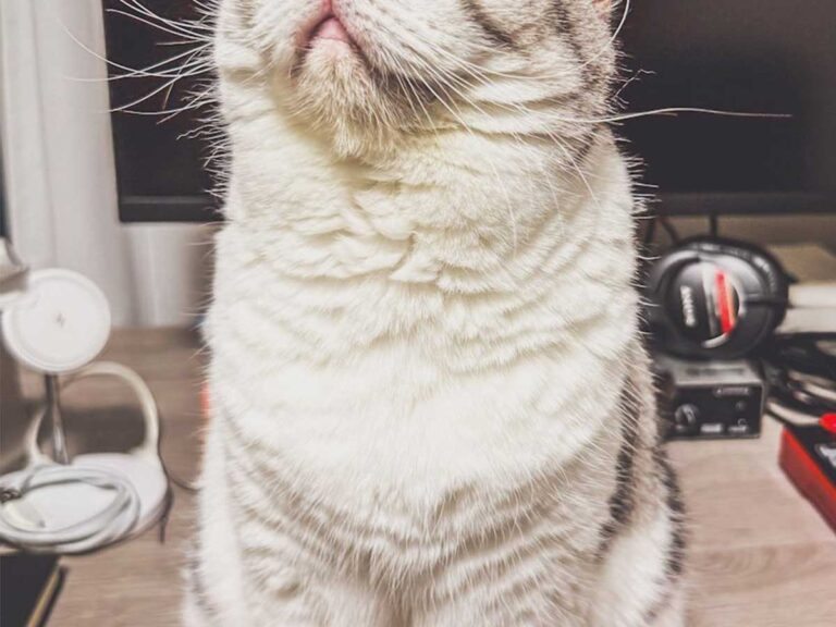 猫の写真
