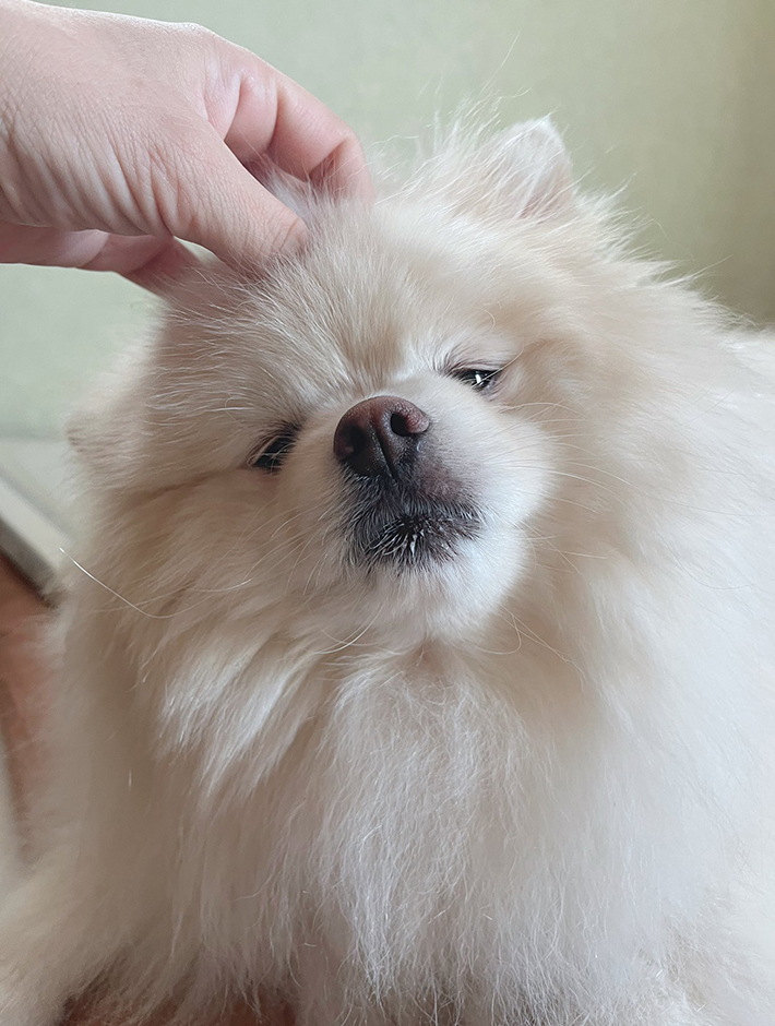 ポメラニアンのちくわくん