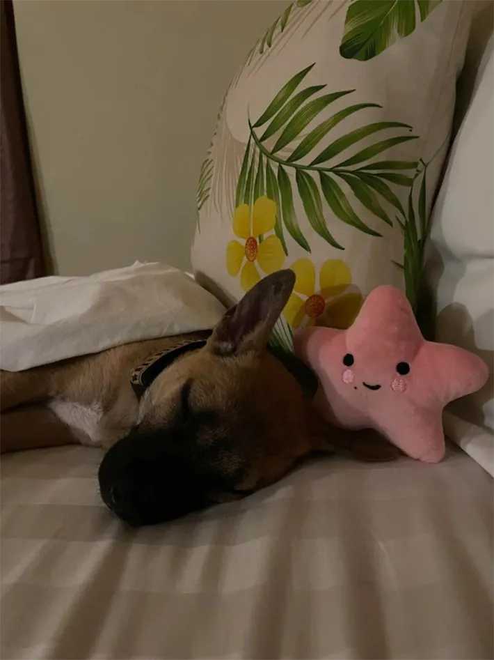 子犬の写真