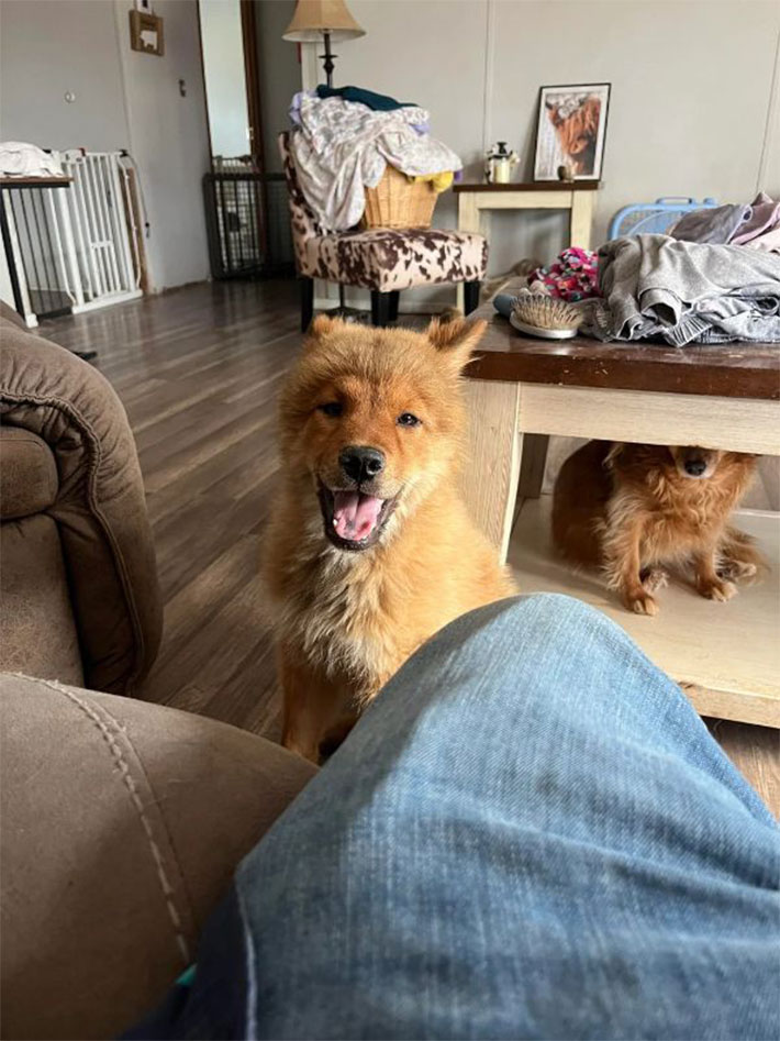 犬の写真