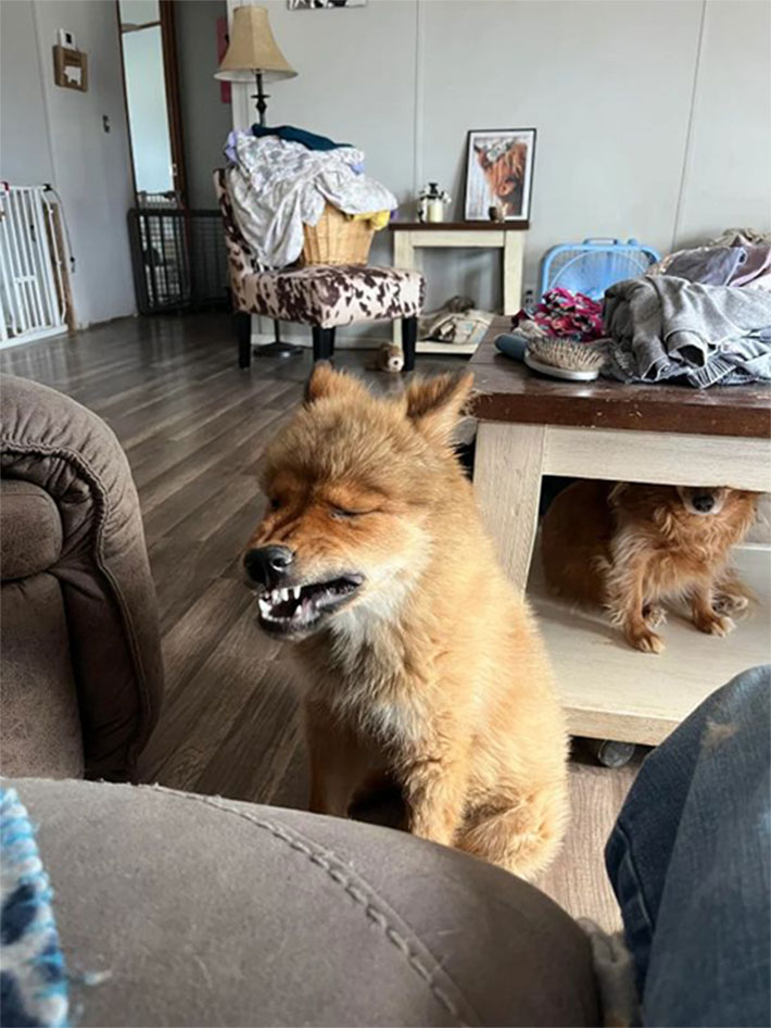 犬の写真