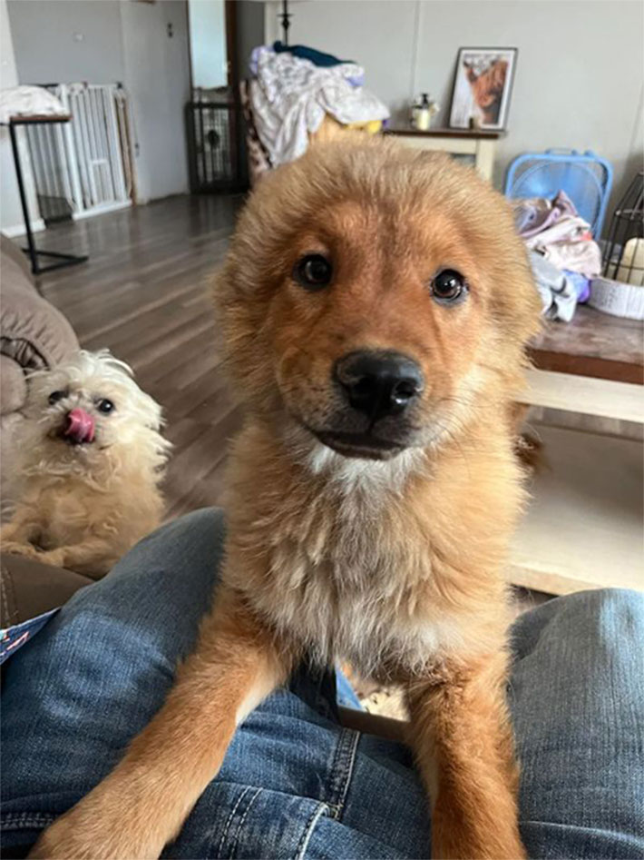 犬の写真