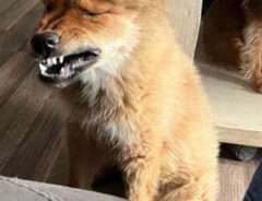 犬の写真
