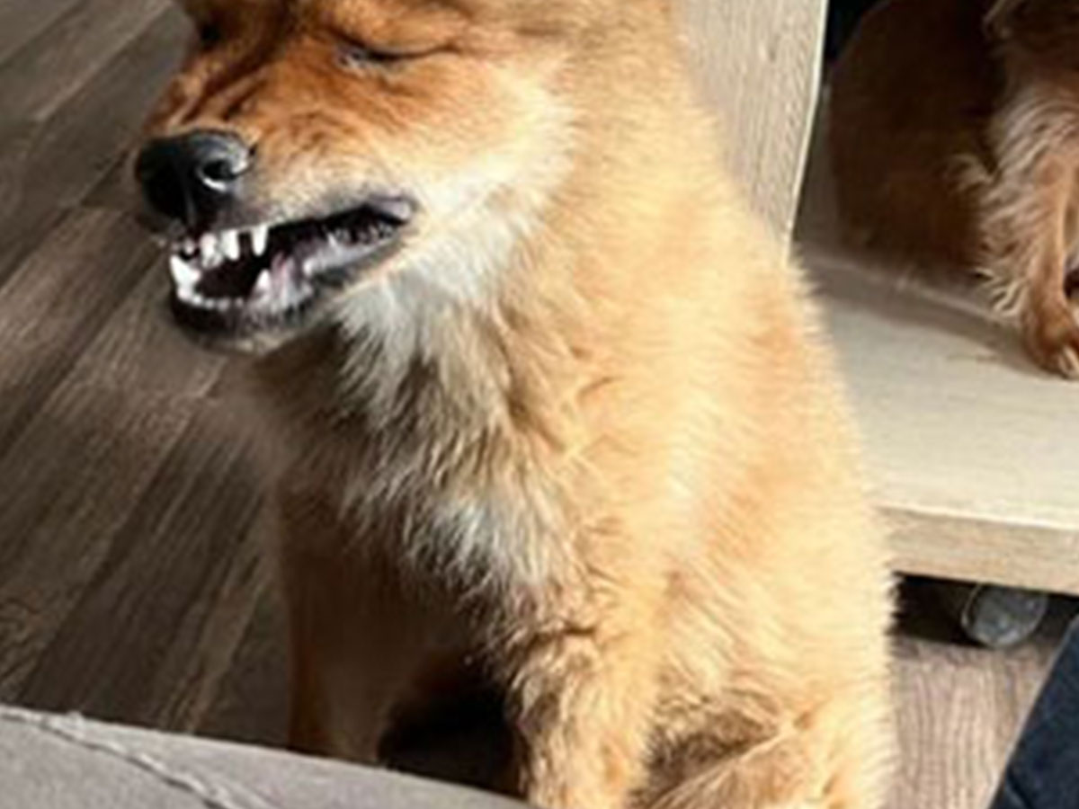 犬の写真