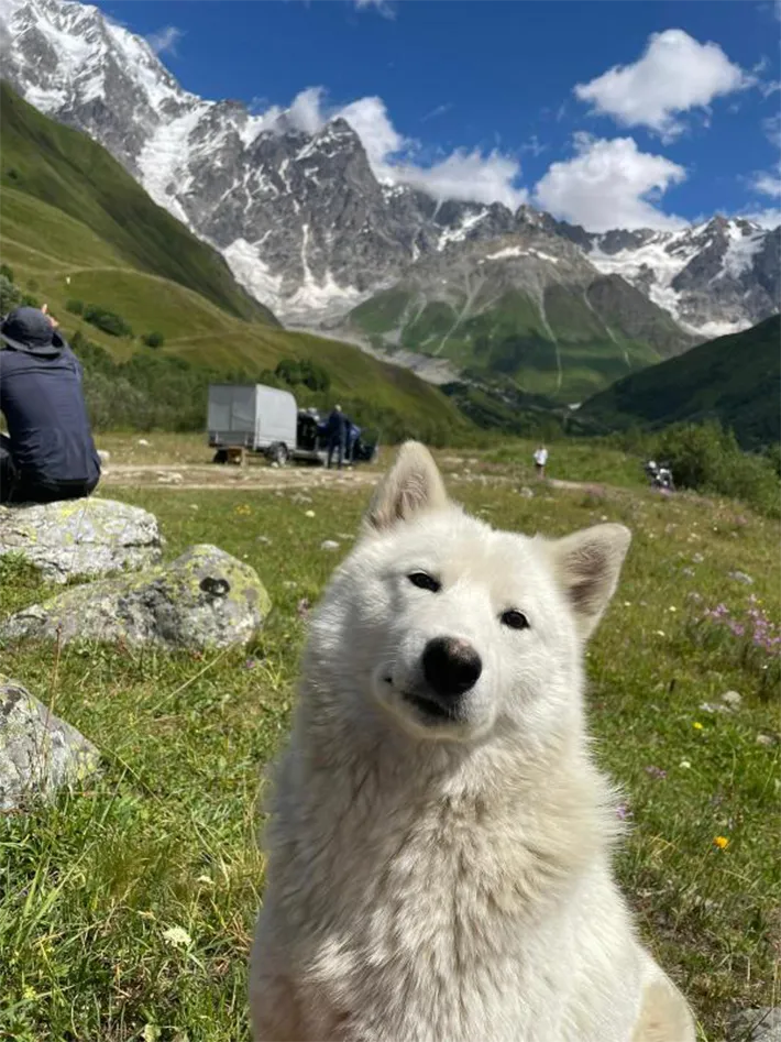 山と犬の写真