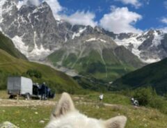 山と犬の写真