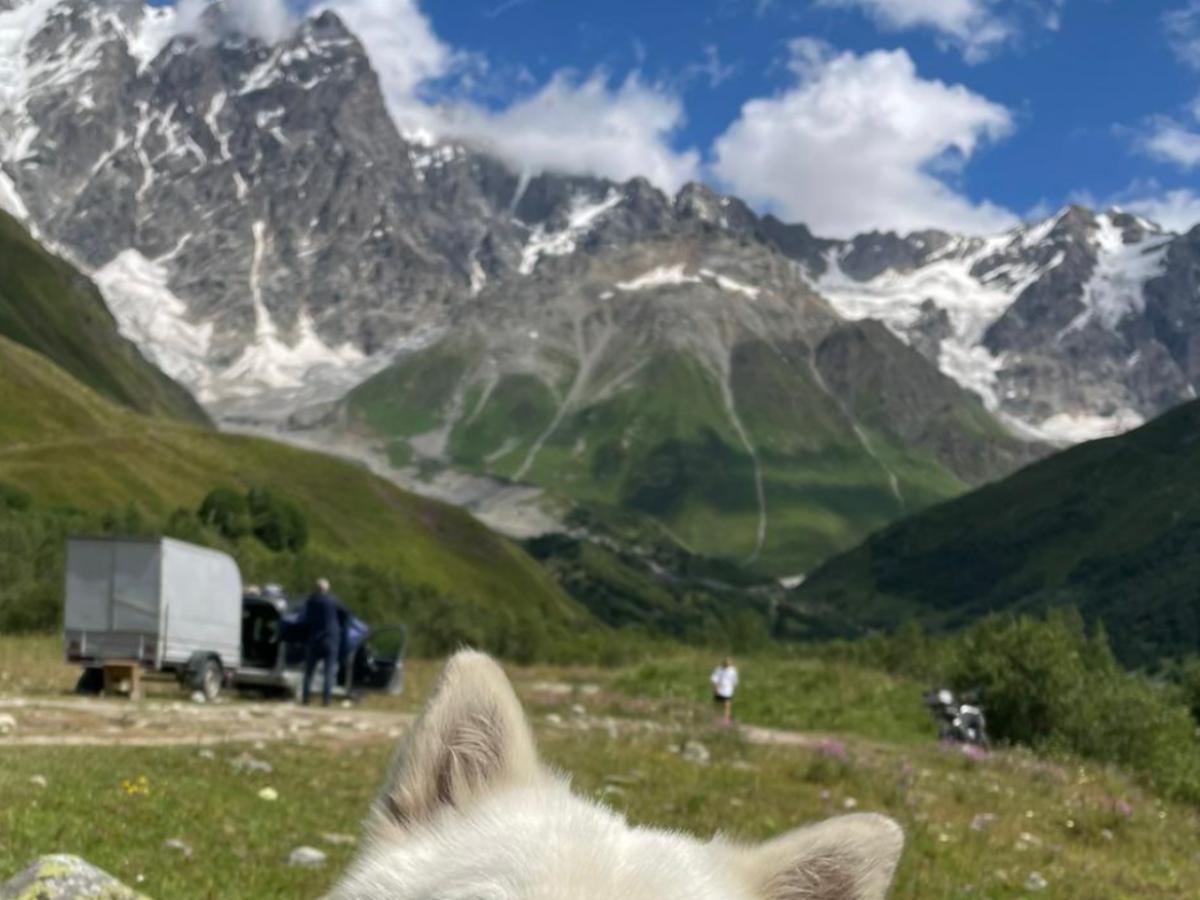 山と犬の写真