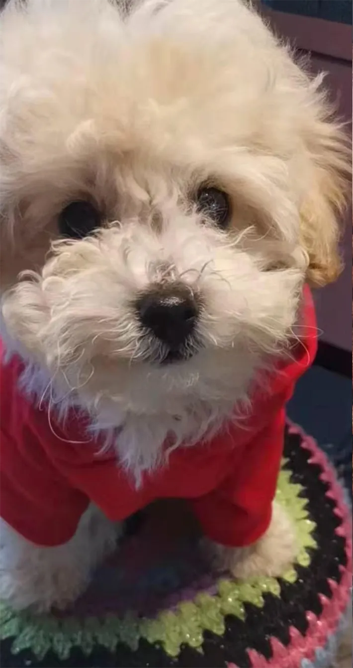 犬の写真