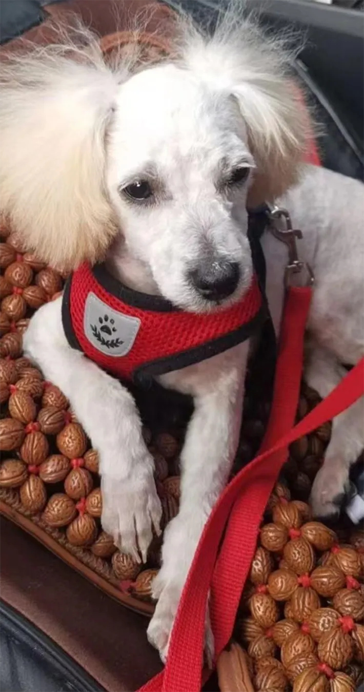 犬の写真