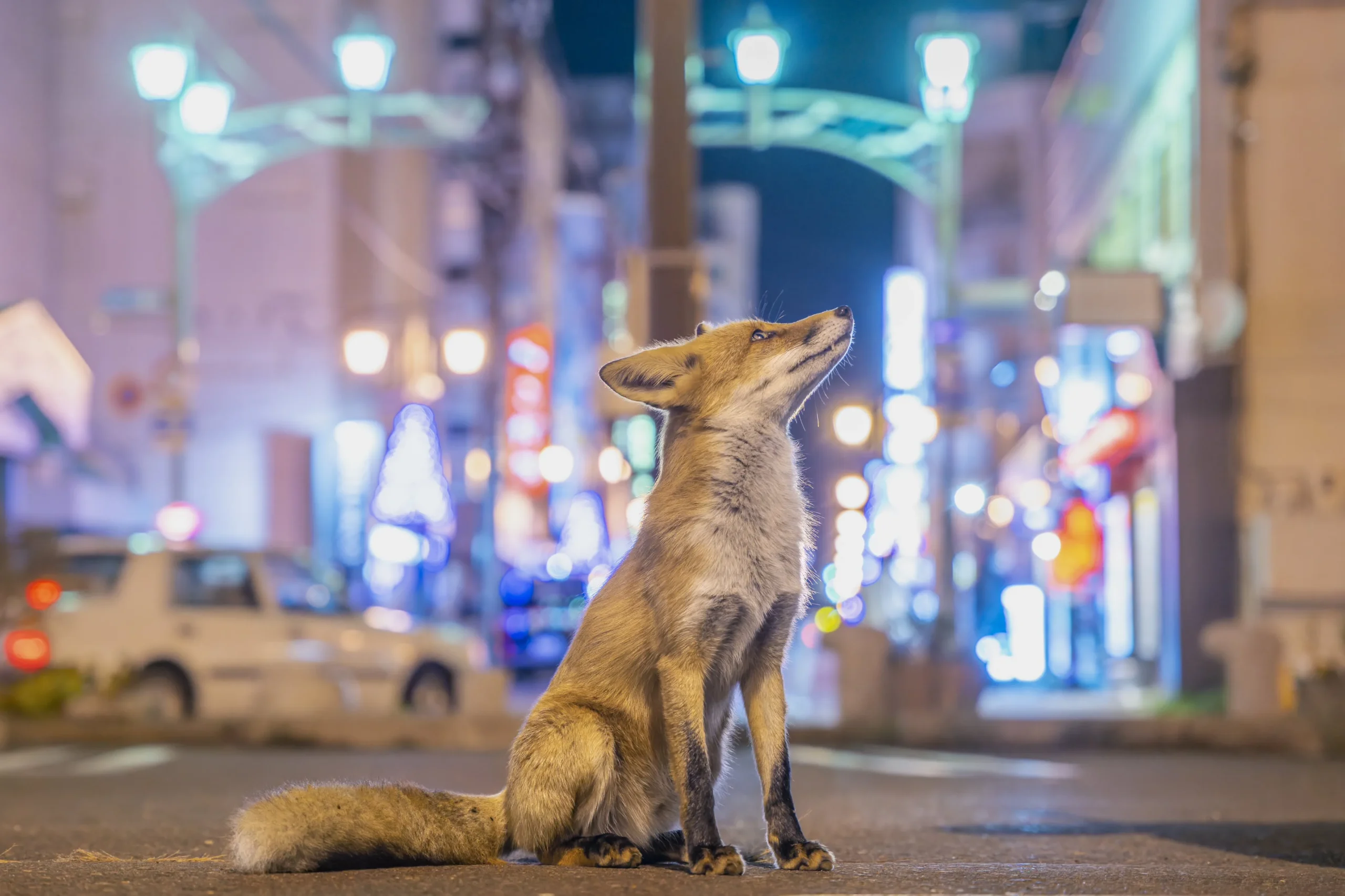 ネオン街のキツネの写真