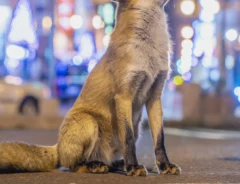 ネオン街のキツネの写真