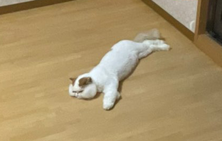 猫のもけもけちゃん