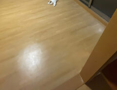猫のもけもけちゃん