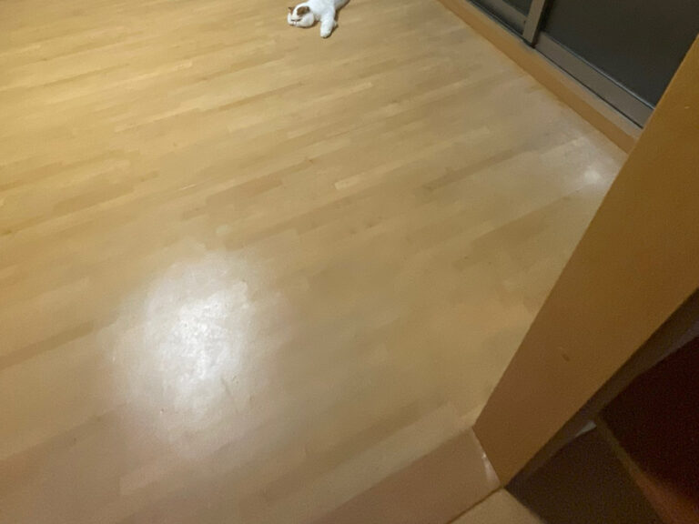 猫のもけもけちゃん