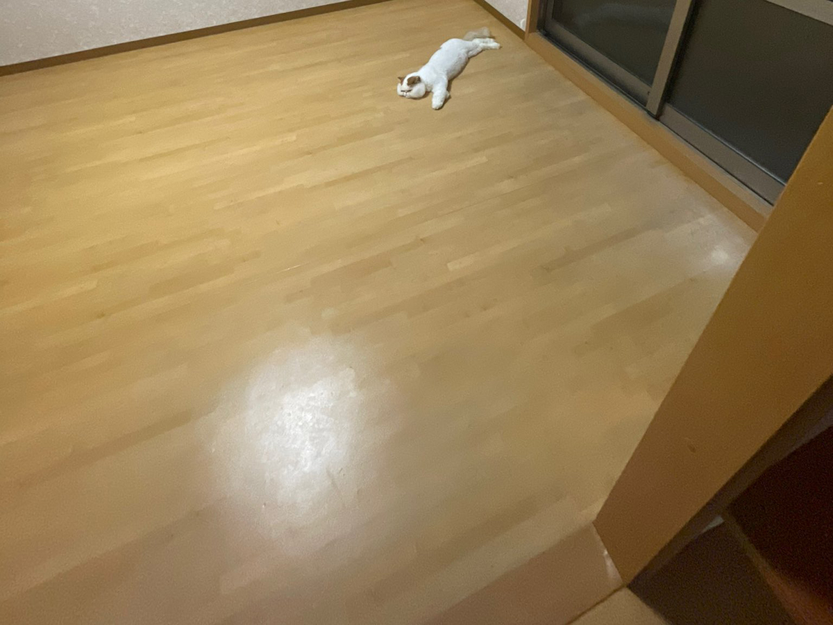 猫のもけもけちゃん