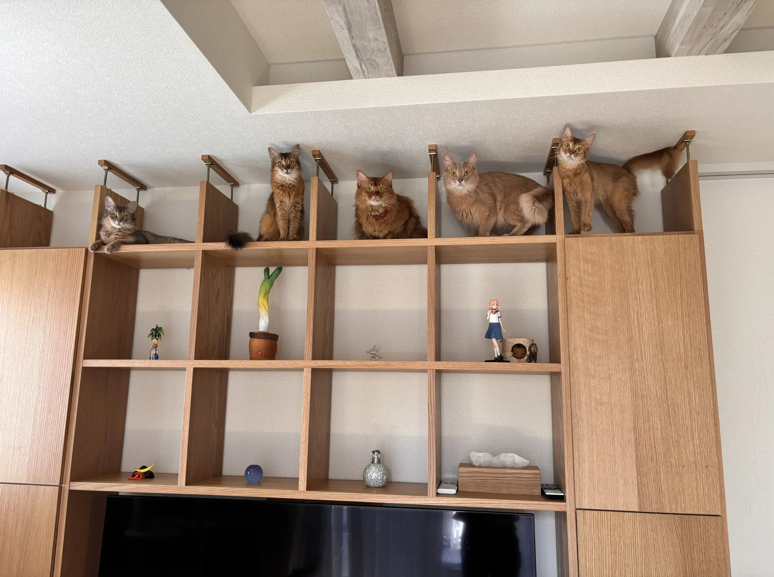 棚の上にいる猫の写真