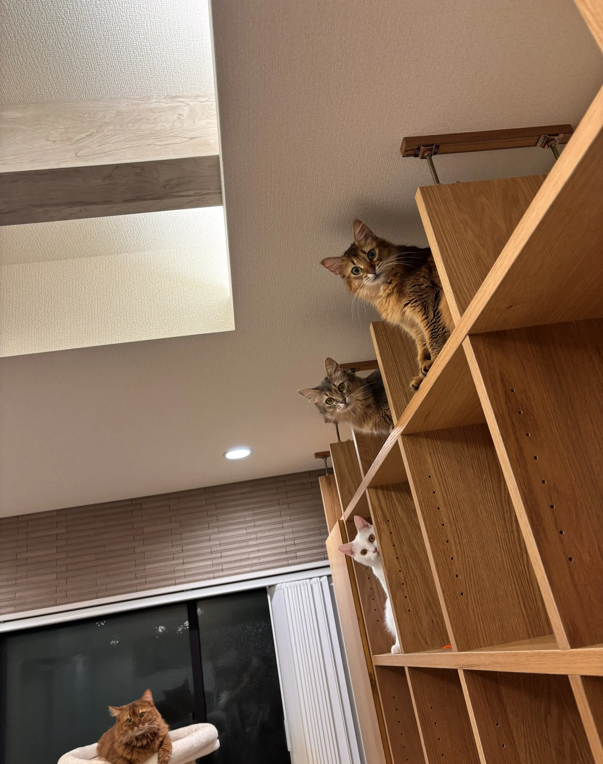 棚の上にいる猫の写真