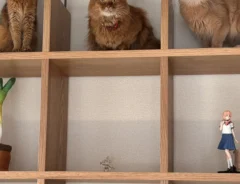 猫の写真
