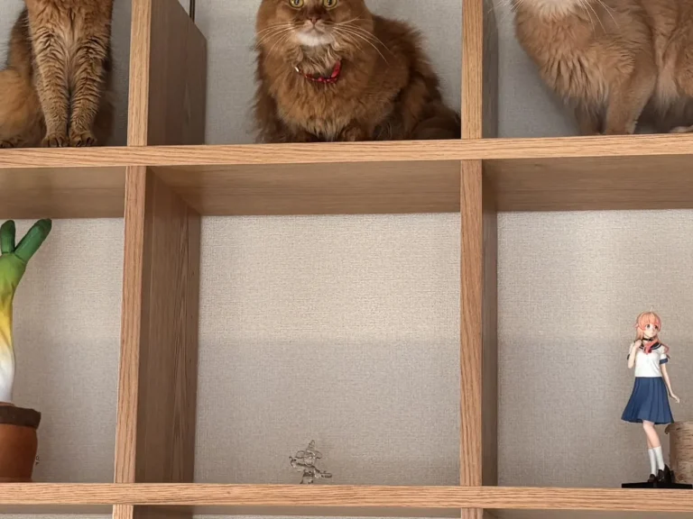 猫の写真