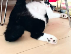 猫