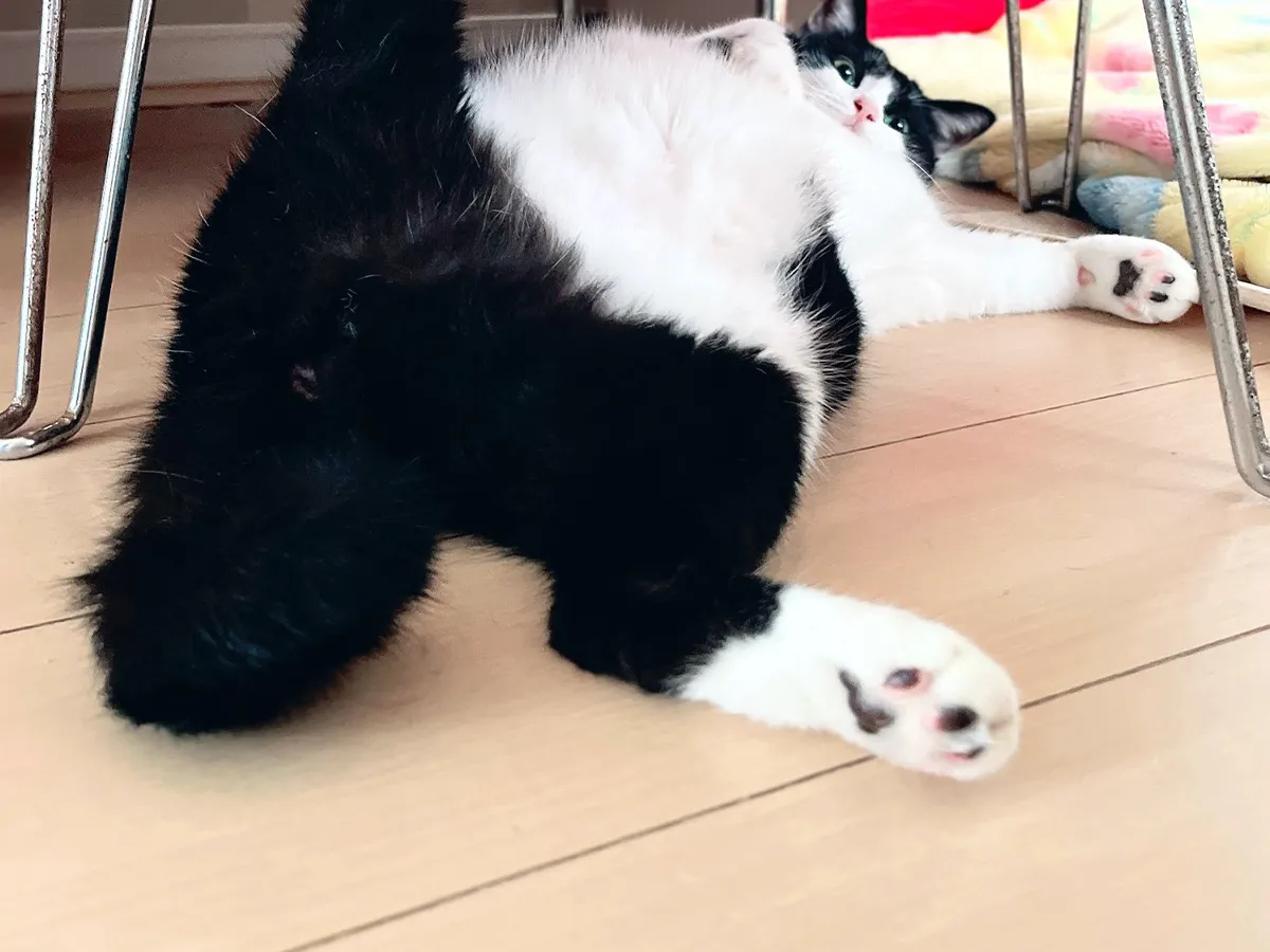 猫