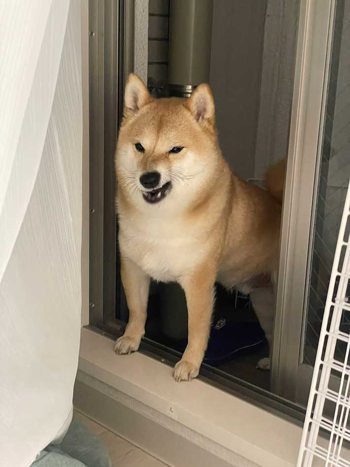 柴犬の写真