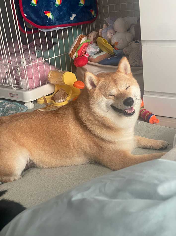 柴犬の写真