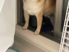 柴犬の写真