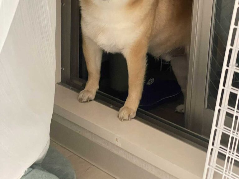 柴犬の写真