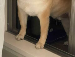 柴犬の写真