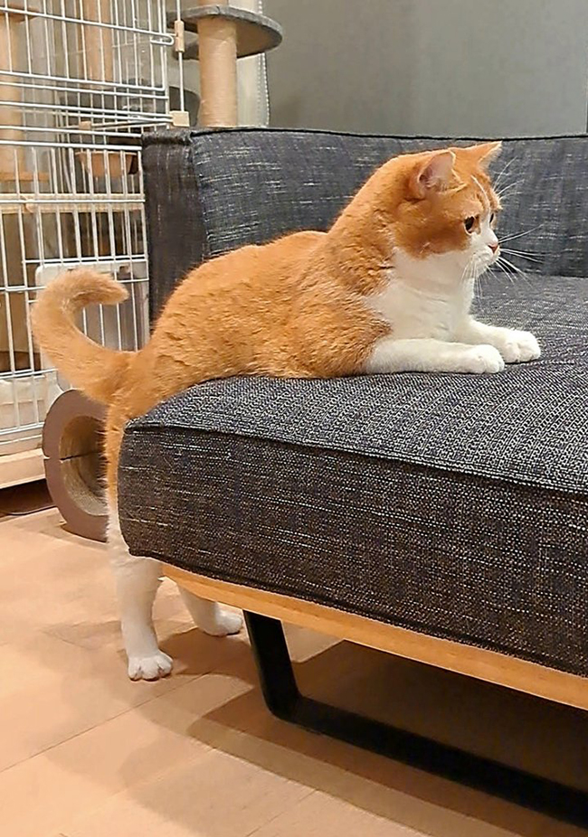 猫