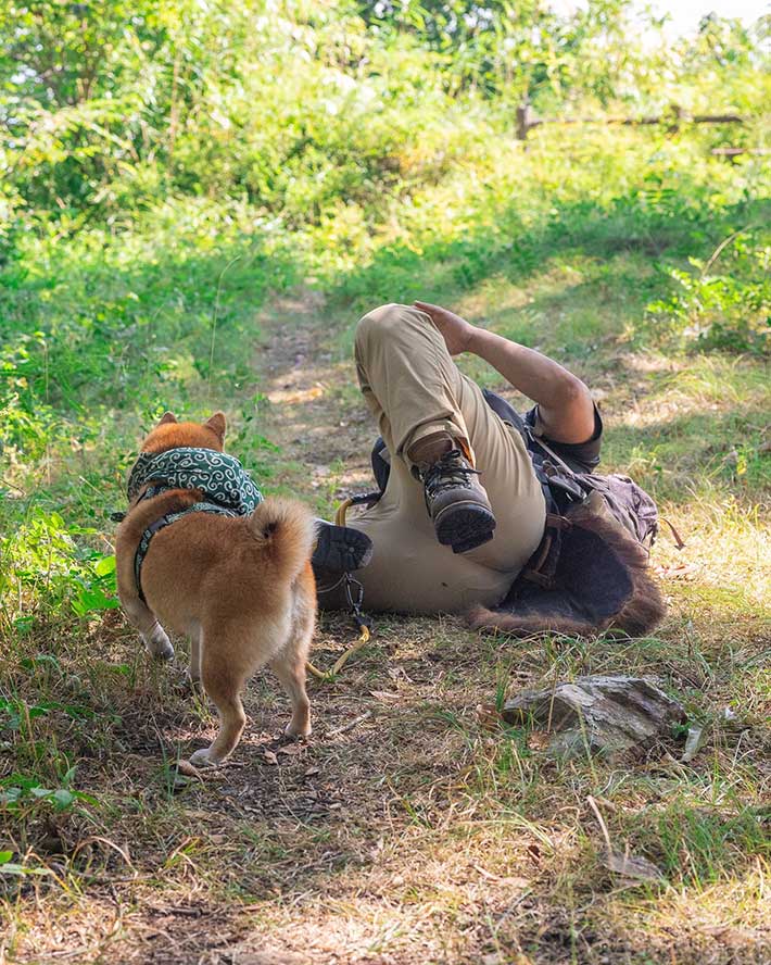 柴犬と飼い主の写真