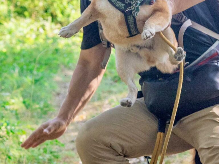 柴犬と飼い主の写真
