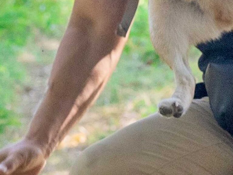柴犬と飼い主の写真
