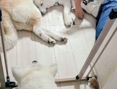 秋田犬の写真