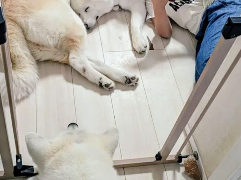 秋田犬の写真