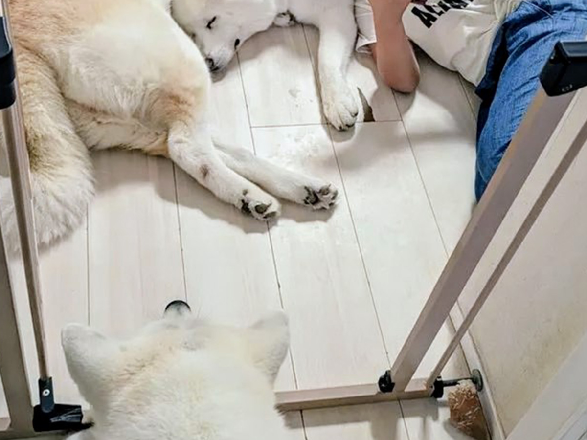 秋田犬の写真